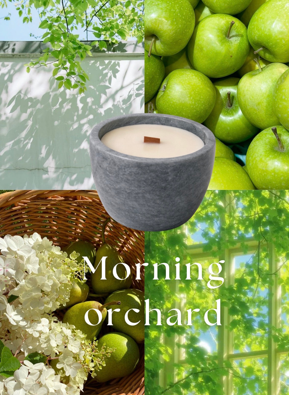 Morning Orchard